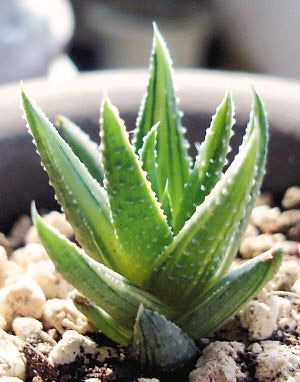 不必浇水剪枝就可以种植花卉-生活小游戏,生活