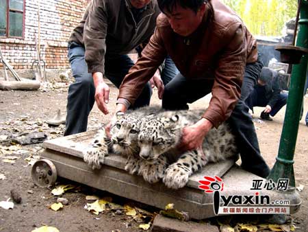 牧民捡到两只一级保护动物雪豹误当家猫养(图)