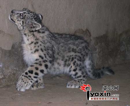 牧民捡到两只一级保护动物雪豹误当家猫养(图)