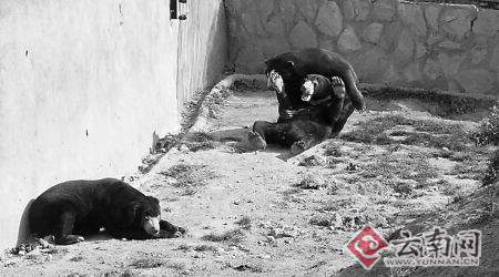 两头马来熊为向一雌熊求爱“火拼”(图)
