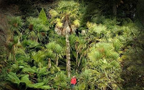 英国神秘丛林中发现中国奇异植物(图)