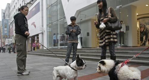 武汉惊现“山寨熊猫” 泰然逛街雷倒众人(组图)