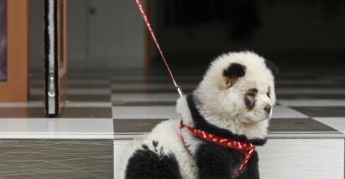 武汉惊现“山寨熊猫” 泰然逛街雷倒众人(组图)