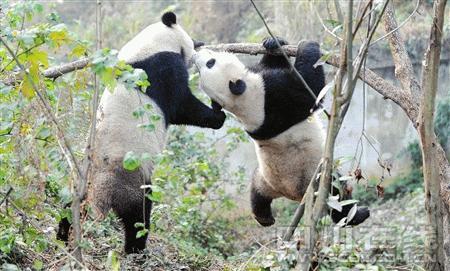 赴台大熊猫每日站立20分钟训练性能力(图)
