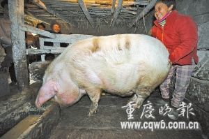 肥猪重达700斤 杀猪匠称宰不了(图)