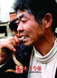 村民生吃活蛇上瘾 就啤酒吃得津津有味(图)