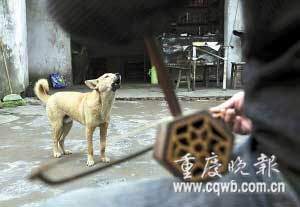 主人一拉二胡 狗狗就开“唱”(图)