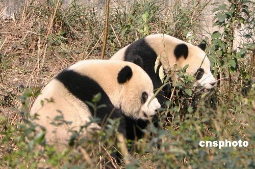 赴台大熊猫专机今飞赴成都 团团圆圆状态良好
