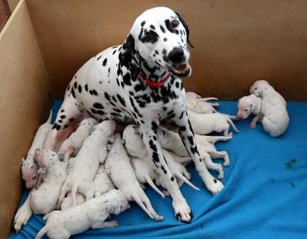 英国一条3岁斑点狗一次产下了18只小狗(组图)