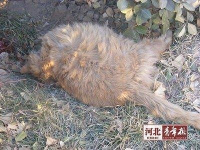 大学生炸死猫被人肉搜索 称只想试试爆炸威力