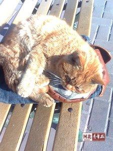 男子虐杀小猫 将炸弹塞进猫嘴引爆(组图)