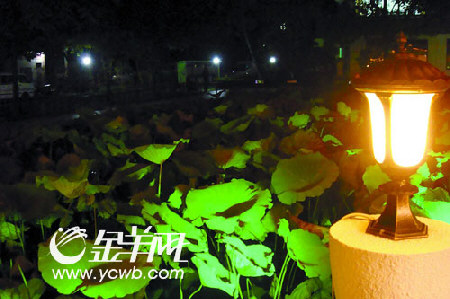 编 号: 2483115
摄影作者:
文件名:yzblyc9160.jpg
文件大小:K
高 X 宽:299 X 450
说明:yzblyc9160.jpg