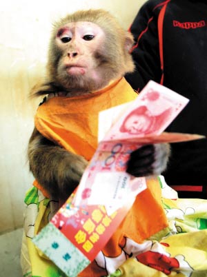 狒狒在动物园内卖门票 只认百元大钞(图)