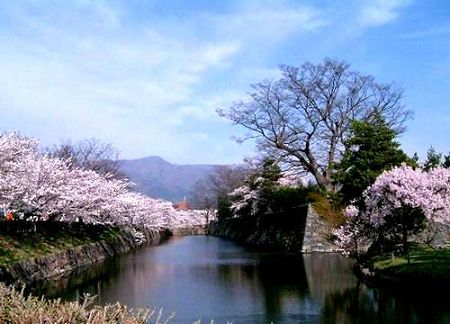 春樱烂漫