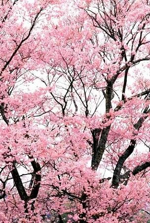 春樱烂漫