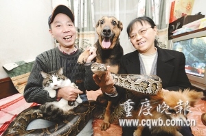 老夫妻家中养蟒蛇相伴入眠 与猫狗鸟和谐相处