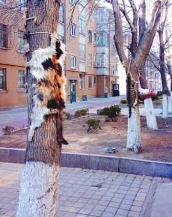 网友再爆虐猫事件:退休教师门前钉两张猫皮(图