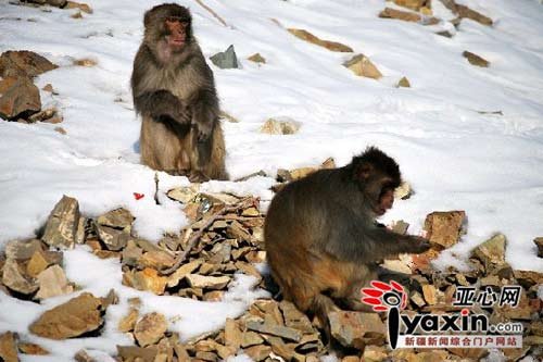 两只猴子靠讨食为生