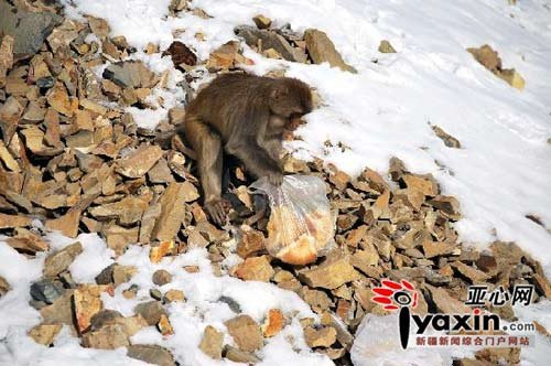 两只猴子看到食物后,把食物拿上就溜到一边吃了起来。