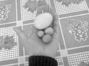 ĸµӵ
