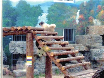 熊猫失足后机灵自救 游客不禁失笑(组图)