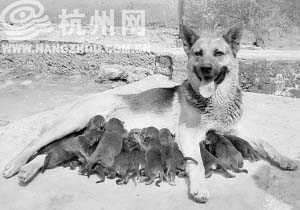 黑背狗4胎产崽50只 主人用鸡蛋犒赏(图)