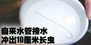 自来水管流出长虫 专家称可能是线虫(图)