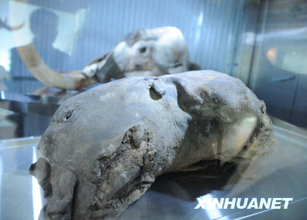 即将展出的“猛犸象”本体(4月27日摄)。