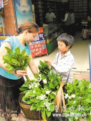 8岁女孩为上学攒钱卖花 懂报恩自改姓名(图)
