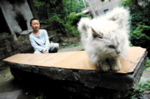 小猫背部长出异物形似翅膀(组图)