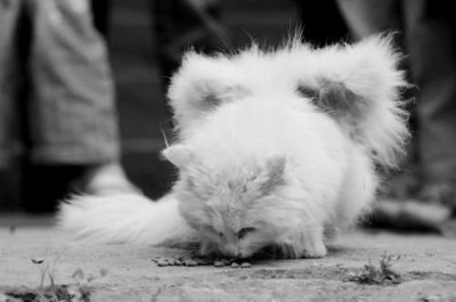 小猫背部长出异物形似翅膀(组图)