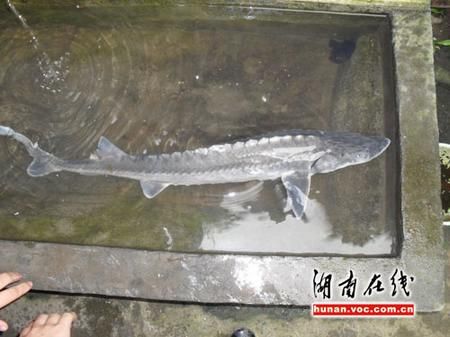 湖南发现“怪鱼” 疑为野生中华鲟(图)