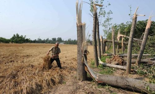 河南商丘及开封风雹灾害造成20人死亡(组图)