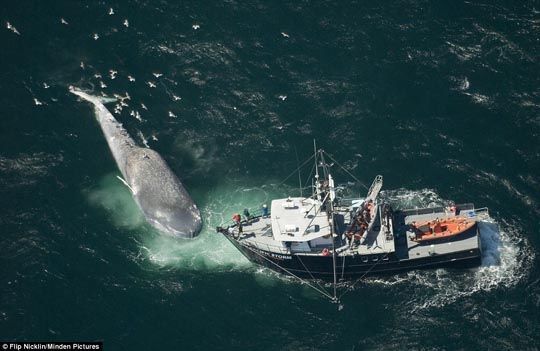 海洋中最大动物蓝鲸被货船撞死浮尸海面(图)-蓝