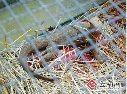 宠物发烧友送巨蜥和黄金蟒给动物园(图)