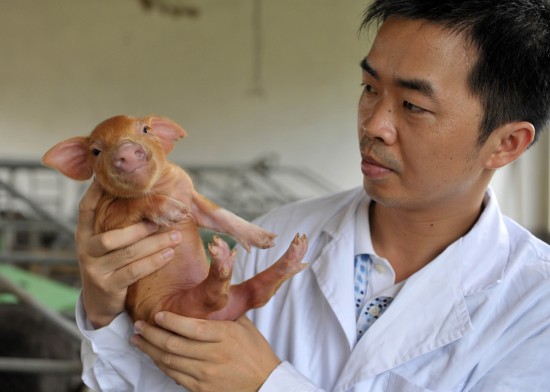 6月24日,在广西畜牧研究所种猪场,研究人员在查看雌性仔猪。