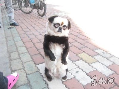 小白狗被主人染成“熊猫”(图)