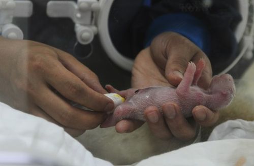 大熊猫饲养员李果正在给刚出生的大熊猫宝宝搽拭身体.