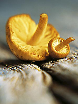 ʳ