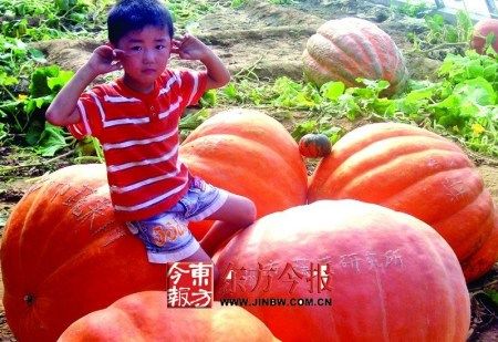 郑州养出超级南瓜 重252斤够1个人吃1年(图)