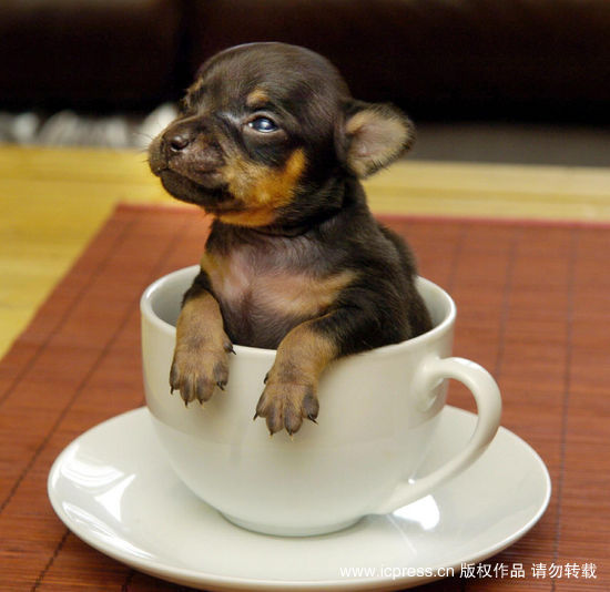 名为大拇指汤姆 世界最小吉娃娃端坐咖啡杯 -狗