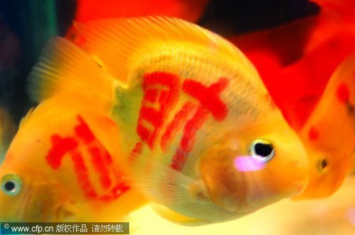点击浏览下一张