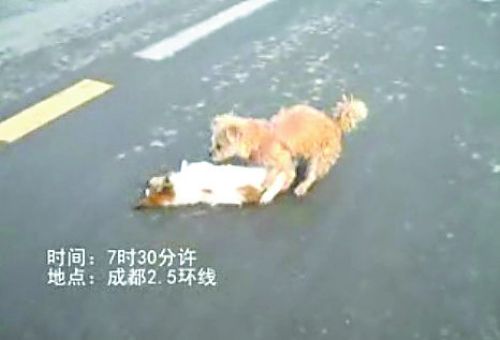 问世间情为何物 教这对“狗男女”生死相许