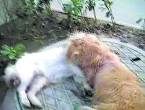 问世间情为何物 教这对“狗男女”生死相许