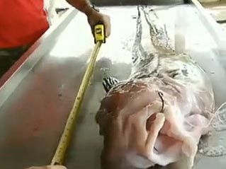 巴西发现粉红怪鱼 鲨鱼头鳗鱼身无鳞无牙(图)