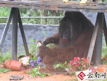 猩猩朝游客索要零食变胖 为减肥笑料百出(图)