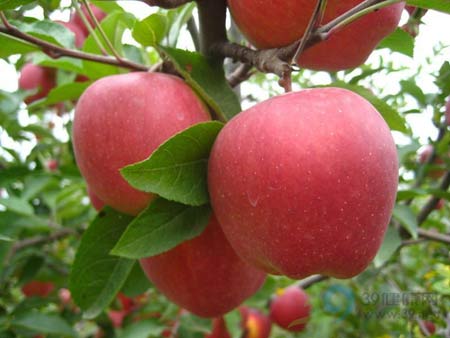 苹果和什么搭配煮最好 2877965_616848.jpg