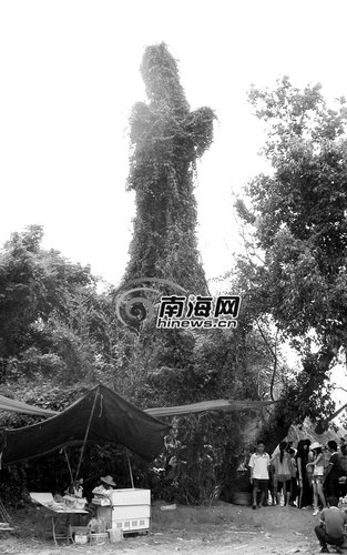 枯树长得像观音引来万人膜拜(组图)