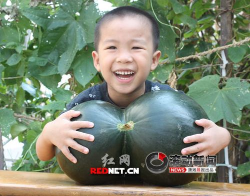 这么难得一见的奇特西瓜,小孩争相合影。