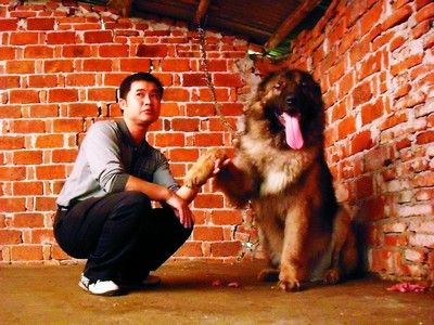 在主人罗再明的“牵手”下,高加索犬“雄风”伸出舌头,展现它可爱的一面。陈勇 摄